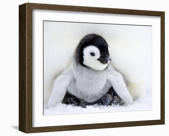 Emperor Penguin Chick (Aptenodytes Forsteri), Snow Hill Island, Weddell Sea, Antarctica-Thorsten Milse-Framed Photographic Print