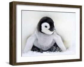 Emperor Penguin Chick (Aptenodytes Forsteri), Snow Hill Island, Weddell Sea, Antarctica-Thorsten Milse-Framed Photographic Print