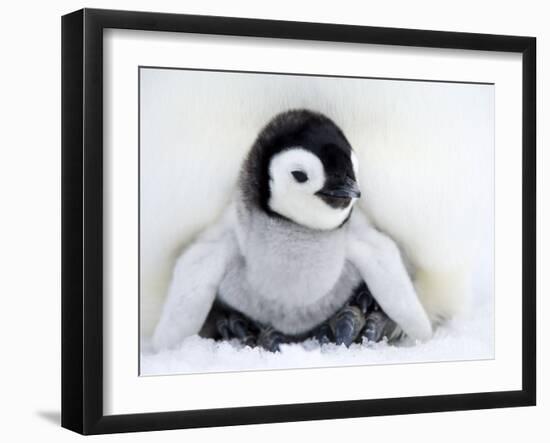 Emperor Penguin Chick (Aptenodytes Forsteri), Snow Hill Island, Weddell Sea, Antarctica-Thorsten Milse-Framed Photographic Print