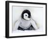 Emperor Penguin Chick (Aptenodytes Forsteri), Snow Hill Island, Weddell Sea, Antarctica-Thorsten Milse-Framed Photographic Print