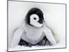 Emperor Penguin Chick (Aptenodytes Forsteri), Snow Hill Island, Weddell Sea, Antarctica-Thorsten Milse-Mounted Photographic Print