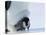 Emperor Penguin Chick (Aptenodytes Forsteri), Snow Hill Island, Weddell Sea, Antarctica-Thorsten Milse-Stretched Canvas