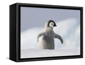 Emperor Penguin Chick in Antarctica-Paul Souders-Framed Stretched Canvas