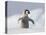 Emperor Penguin Chick in Antarctica-Paul Souders-Stretched Canvas