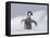 Emperor Penguin Chick in Antarctica-Paul Souders-Framed Stretched Canvas