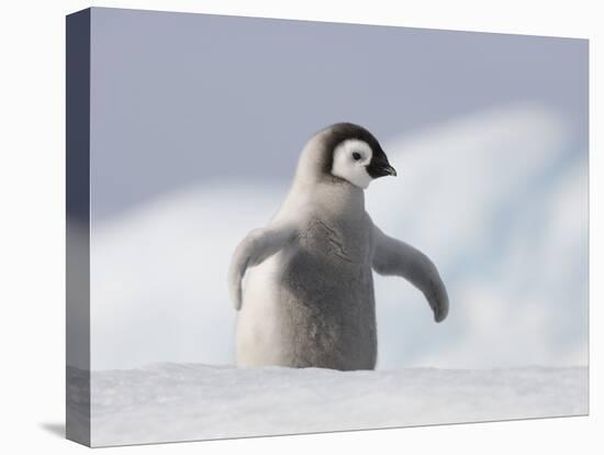 Emperor Penguin Chick in Antarctica-Paul Souders-Stretched Canvas