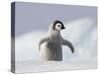 Emperor Penguin Chick in Antarctica-Paul Souders-Stretched Canvas