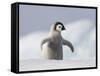 Emperor Penguin Chick in Antarctica-Paul Souders-Framed Stretched Canvas