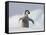 Emperor Penguin Chick in Antarctica-Paul Souders-Framed Stretched Canvas