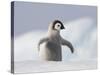 Emperor Penguin Chick in Antarctica-Paul Souders-Stretched Canvas