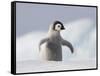 Emperor Penguin Chick in Antarctica-Paul Souders-Framed Stretched Canvas