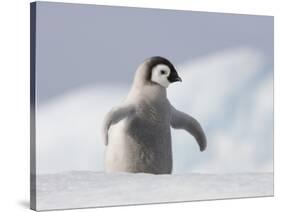 Emperor Penguin Chick in Antarctica-Paul Souders-Stretched Canvas