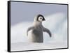 Emperor Penguin Chick in Antarctica-Paul Souders-Framed Stretched Canvas