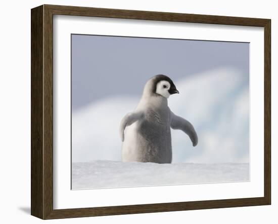 Emperor Penguin Chick in Antarctica-Paul Souders-Framed Premium Photographic Print