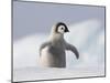 Emperor Penguin Chick in Antarctica-Paul Souders-Mounted Premium Photographic Print