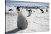 Emperor Penguin Chick in Antarctica-Paul Souders-Stretched Canvas