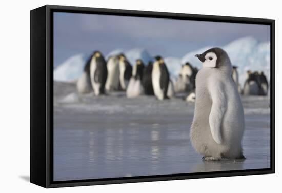 Emperor Penguin Chick in Antarctica-null-Framed Stretched Canvas