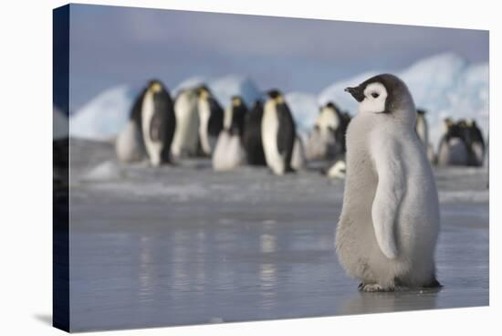 Emperor Penguin Chick in Antarctica-null-Stretched Canvas