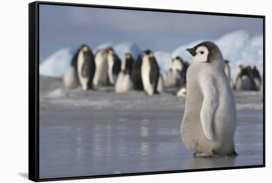 Emperor Penguin Chick in Antarctica-null-Framed Stretched Canvas