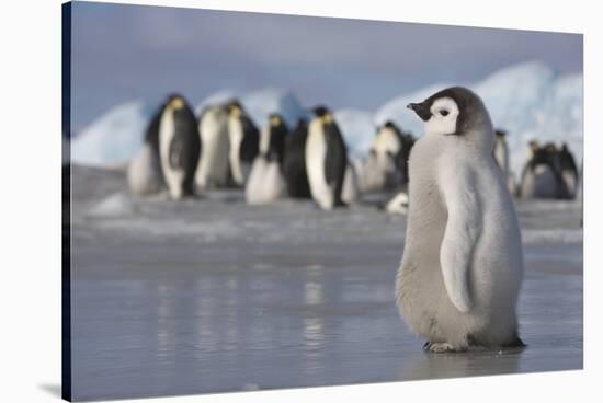 Emperor Penguin Chick in Antarctica-null-Stretched Canvas