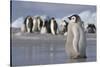 Emperor Penguin Chick in Antarctica-null-Stretched Canvas