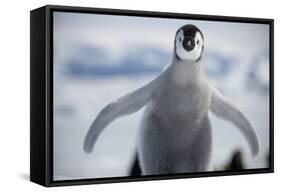 Emperor Penguin Chick in Antarctica-null-Framed Stretched Canvas