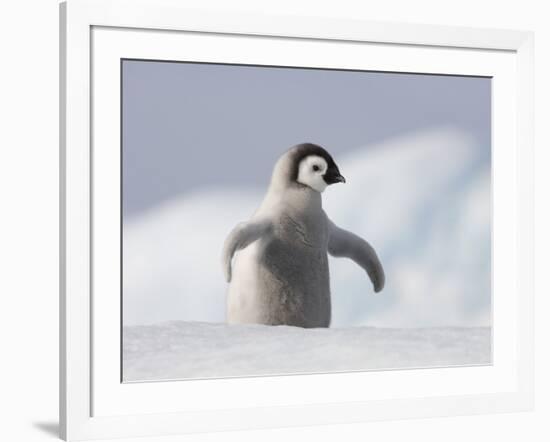 Emperor Penguin Chick in Antarctica-Paul Souders-Framed Photographic Print