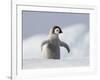Emperor Penguin Chick in Antarctica-Paul Souders-Framed Photographic Print