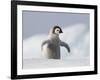 Emperor Penguin Chick in Antarctica-Paul Souders-Framed Photographic Print