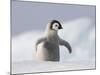 Emperor Penguin Chick in Antarctica-Paul Souders-Mounted Photographic Print