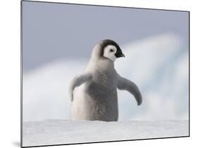 Emperor Penguin Chick in Antarctica-Paul Souders-Mounted Photographic Print