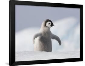 Emperor Penguin Chick in Antarctica-Paul Souders-Framed Photographic Print