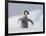 Emperor Penguin Chick in Antarctica-Paul Souders-Framed Photographic Print