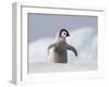 Emperor Penguin Chick in Antarctica-Paul Souders-Framed Photographic Print