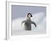 Emperor Penguin Chick in Antarctica-Paul Souders-Framed Photographic Print