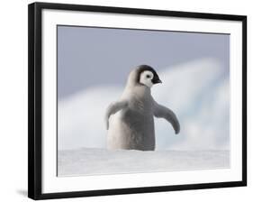 Emperor Penguin Chick in Antarctica-Paul Souders-Framed Photographic Print