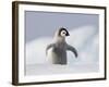 Emperor Penguin Chick in Antarctica-Paul Souders-Framed Photographic Print