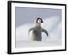 Emperor Penguin Chick in Antarctica-Paul Souders-Framed Photographic Print