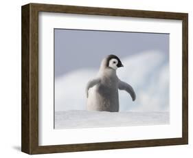 Emperor Penguin Chick in Antarctica-Paul Souders-Framed Photographic Print