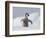 Emperor Penguin Chick in Antarctica-Paul Souders-Framed Photographic Print