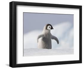 Emperor Penguin Chick in Antarctica-Paul Souders-Framed Photographic Print