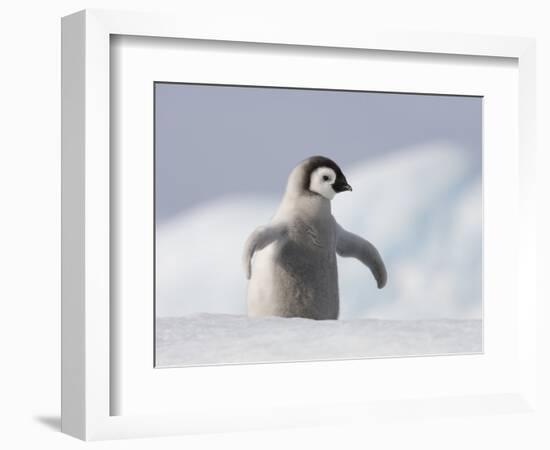 Emperor Penguin Chick in Antarctica-Paul Souders-Framed Photographic Print