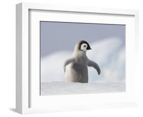 Emperor Penguin Chick in Antarctica-Paul Souders-Framed Photographic Print