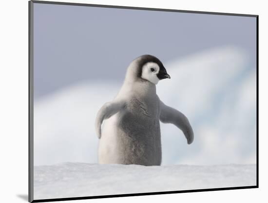 Emperor Penguin Chick in Antarctica-Paul Souders-Mounted Photographic Print