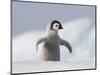 Emperor Penguin Chick in Antarctica-Paul Souders-Mounted Photographic Print