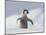 Emperor Penguin Chick in Antarctica-Paul Souders-Mounted Photographic Print