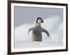 Emperor Penguin Chick in Antarctica-Paul Souders-Framed Photographic Print