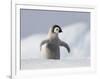 Emperor Penguin Chick in Antarctica-Paul Souders-Framed Photographic Print