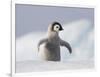 Emperor Penguin Chick in Antarctica-Paul Souders-Framed Photographic Print