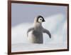 Emperor Penguin Chick in Antarctica-Paul Souders-Framed Photographic Print